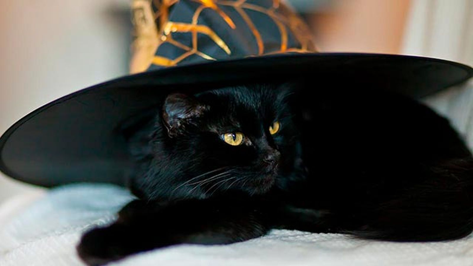gatos negros simbolo halloween 1 gatos negros simbolo halloween 1