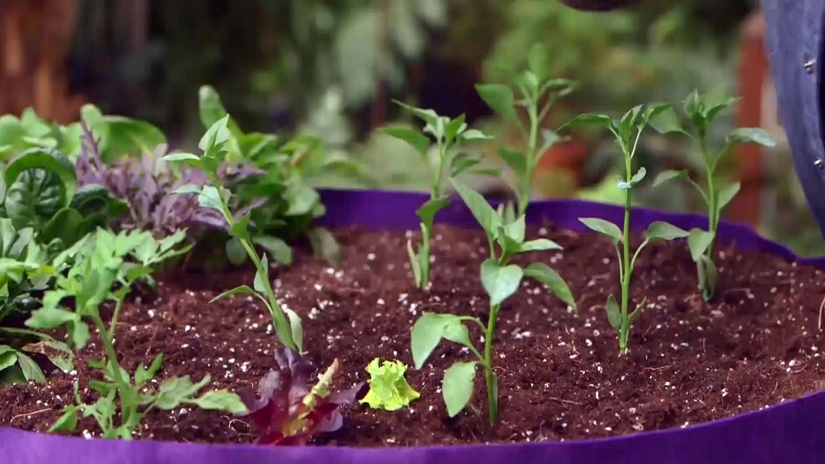 brico 950 3 huerto urbano contenedor geotextil lechugas