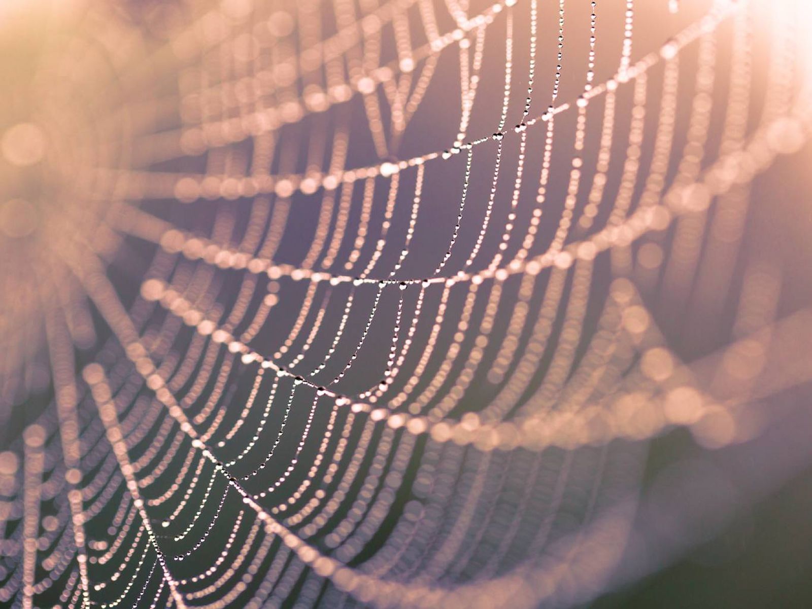 La araña es considerada un símbolo que denota poder. La araña es considerada un símbolo que denota poder.