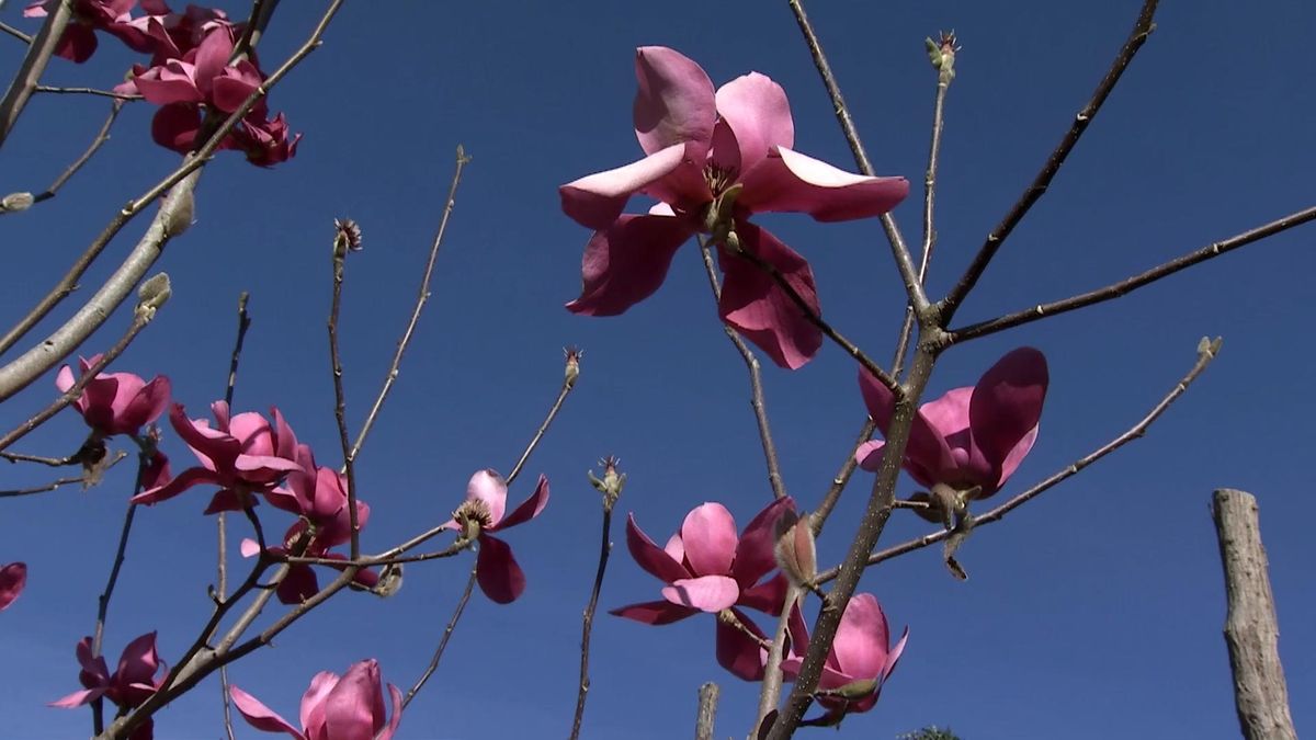deco726 jardineria magnolios ejemplar