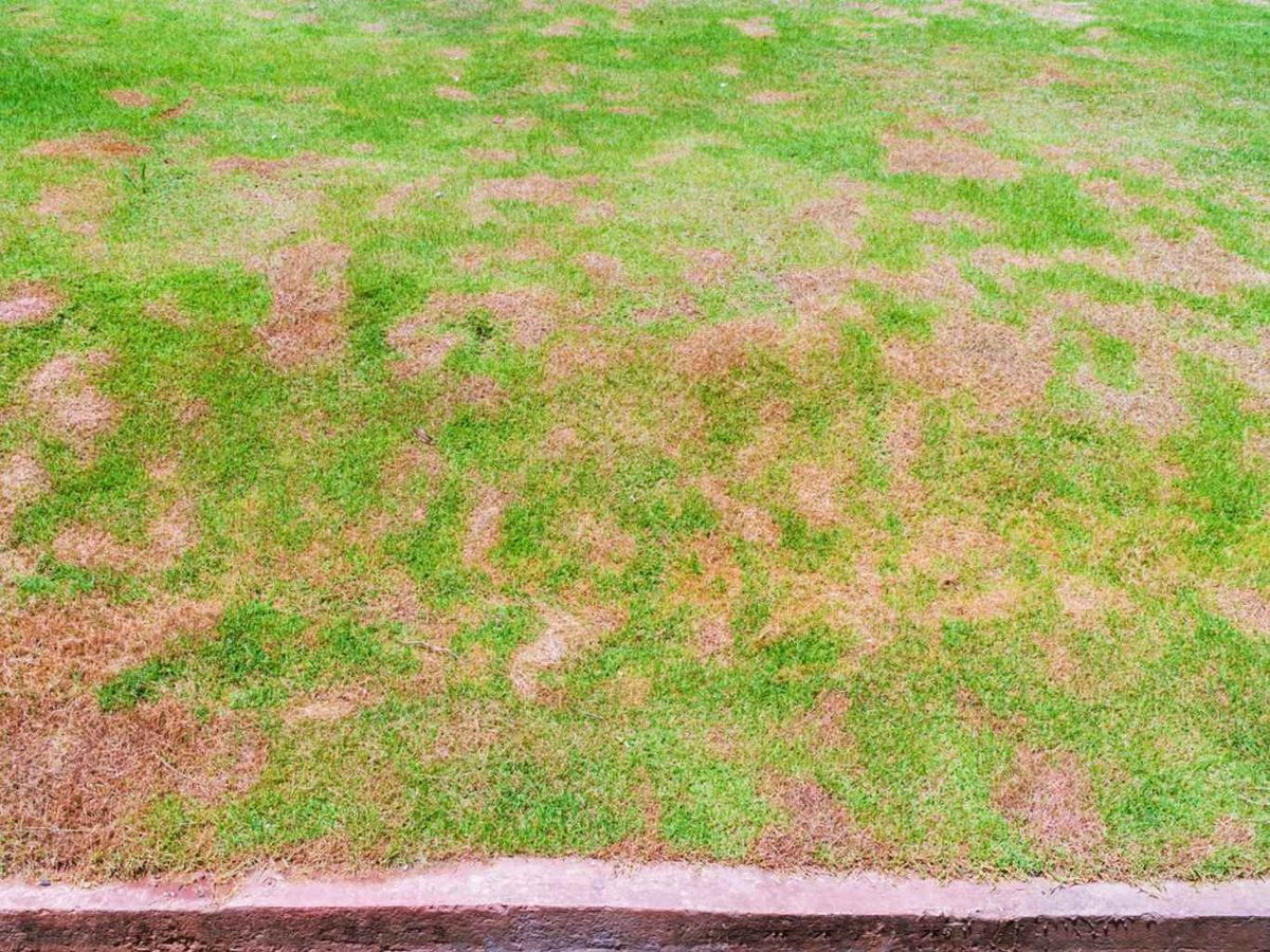 Parche es causado por la destrucción del hongo