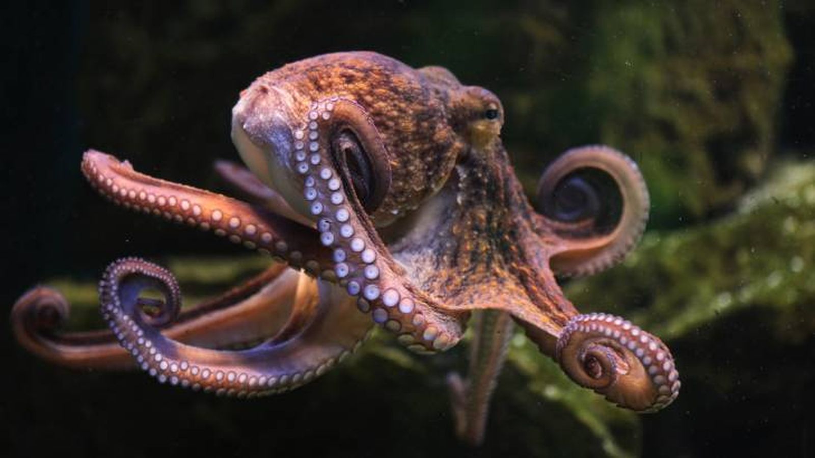 animales inteligentes pulpo animales inteligentes pulpo