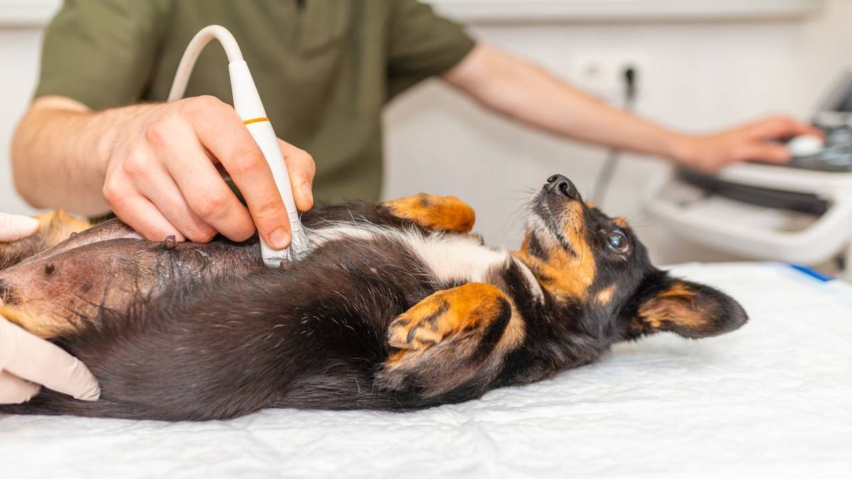 mascotas embarazo psicologico perras tratamiento veterinario