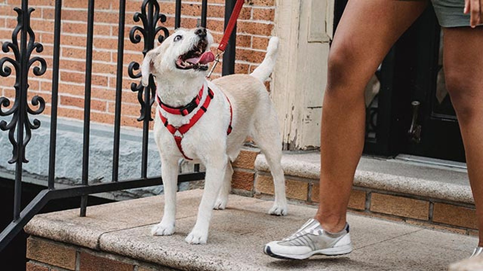 elegir collar arne perro 2 elegir collar arne perro 2