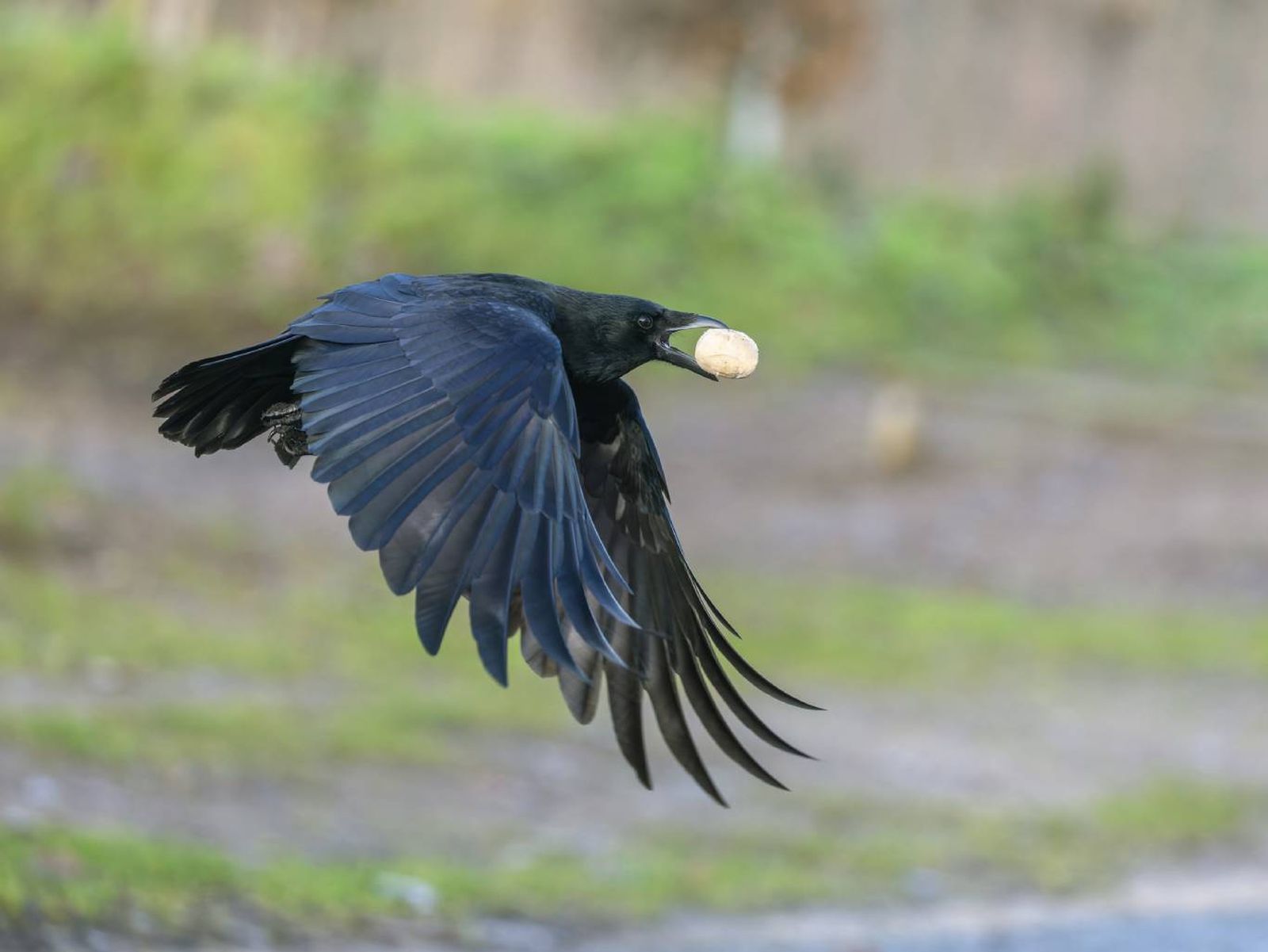 Los cuervos son de las aves más inteligentes. Los cuervos son de las aves más inteligentes.