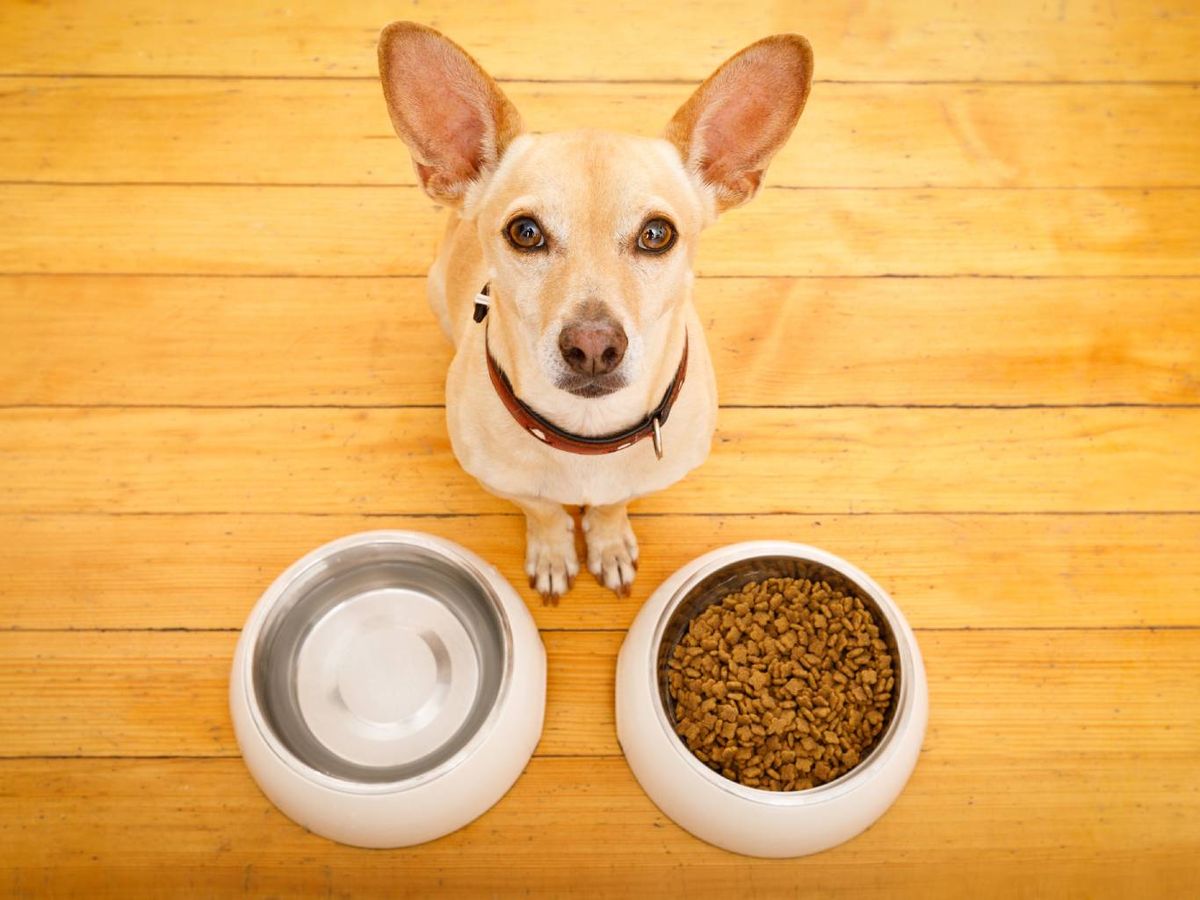 Dale entre el 2% y el 3% de su peso corporal al día.