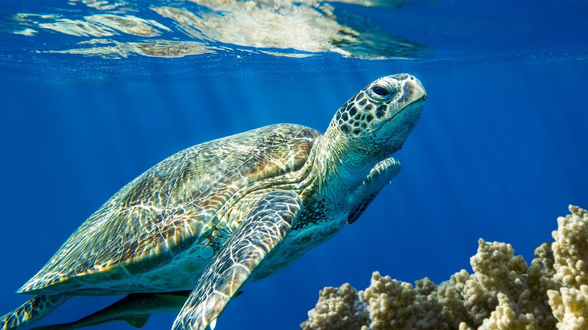 La tortuga boba es típica del Mar Mediterráneo