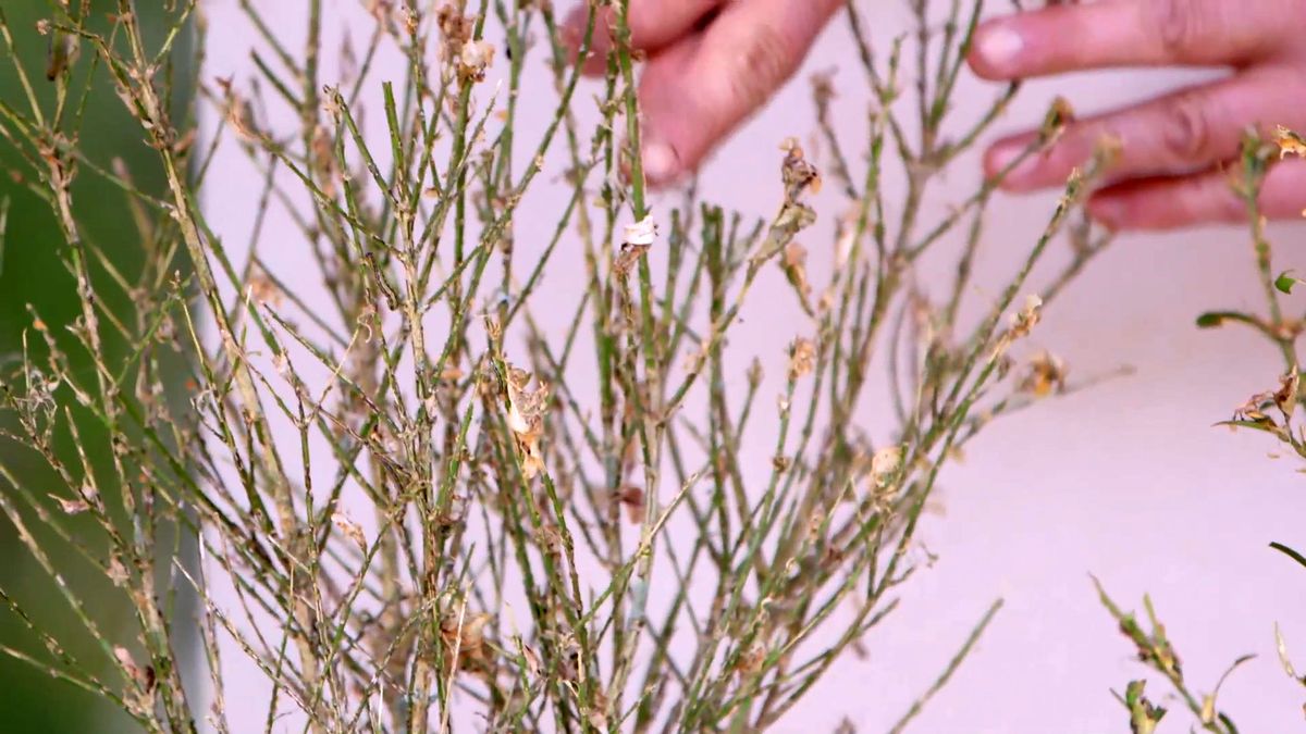 brico 0914 3 oruga boj estadio 3