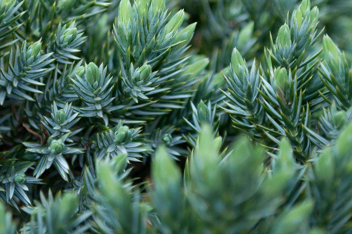 Juniperus pfitzeriana glauca