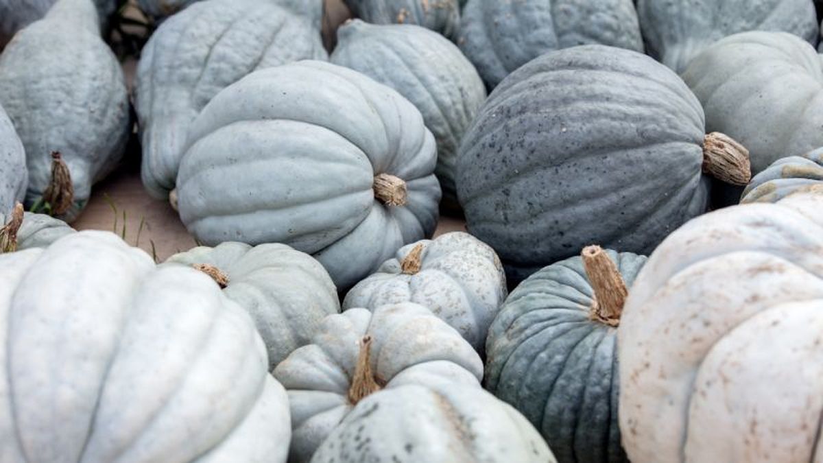 Calabaza gris