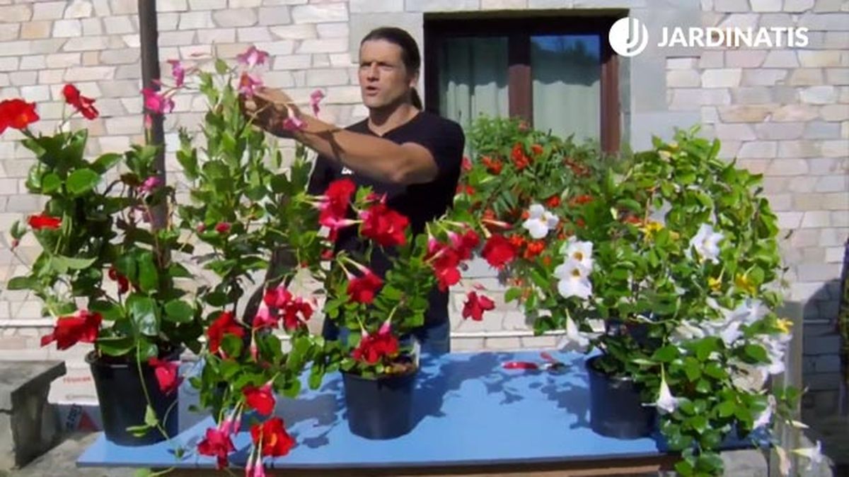 dipladenia mandevilla variedades y caracteristicas