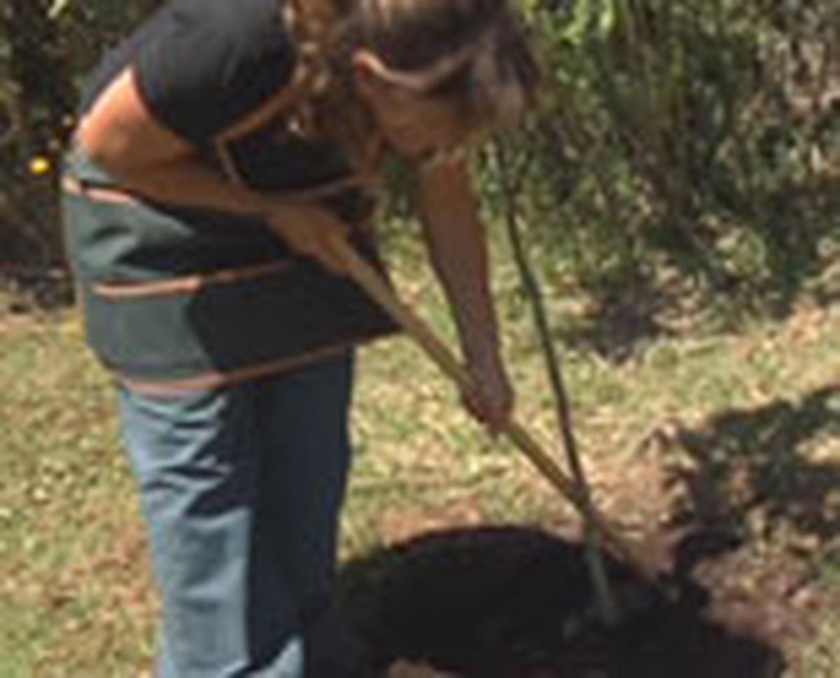 entutorar naranjo p01