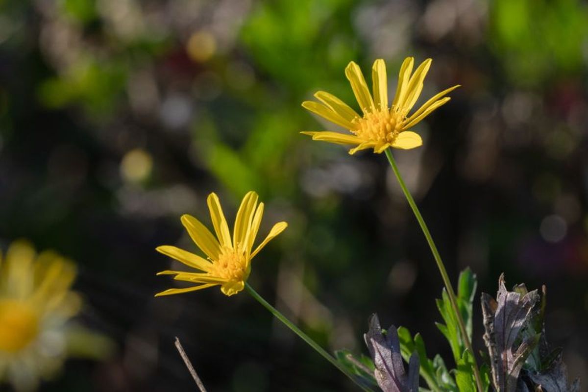 Rebaja la margarita amarilla tres cuartas partes