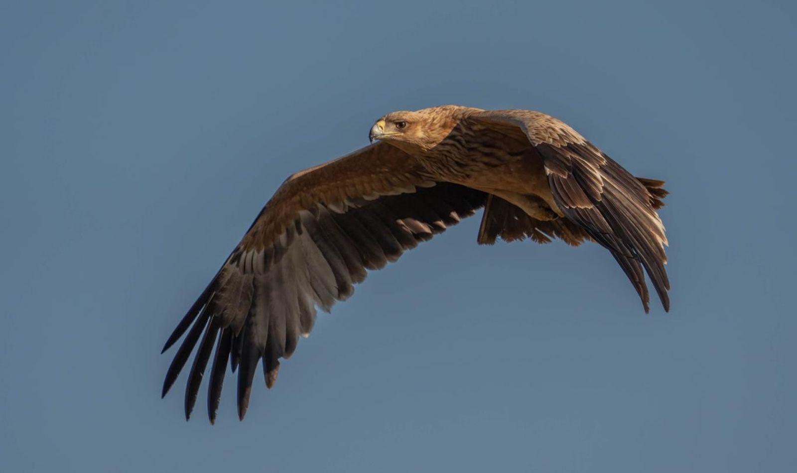 Águila imperial ibérica (Aquila adalberti). Águila imperial ibérica (Aquila adalberti).
