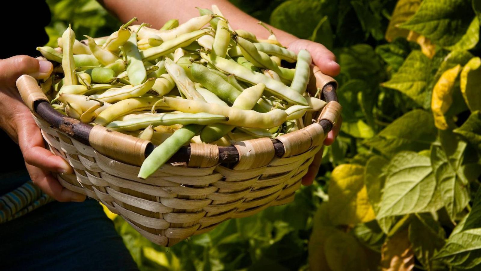 Vainas de pochas recién recolectadas, un producto fresco y de temporada que se cosecha a mano en verano.