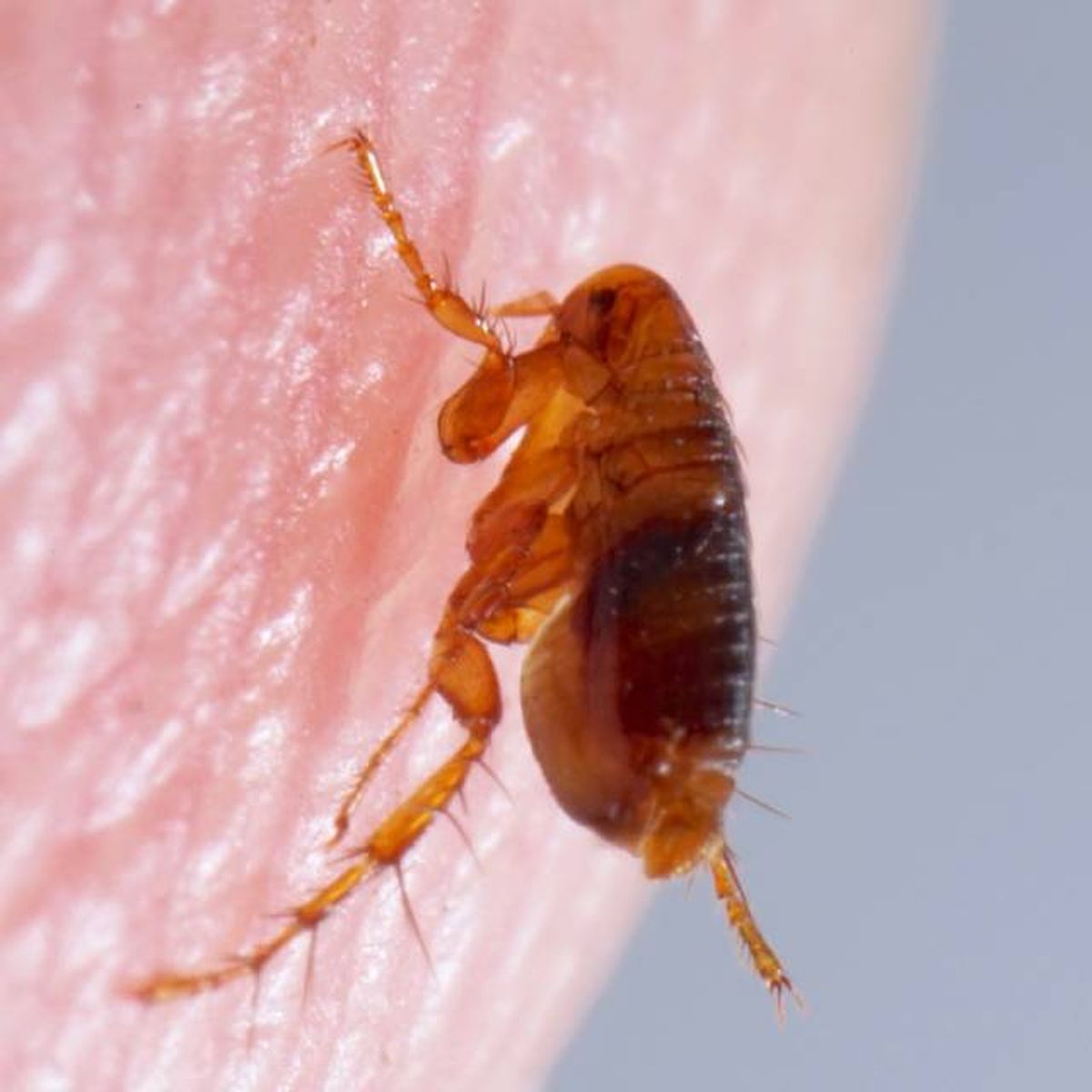 como son las pulgas parasitos picadura insectos chupasangres