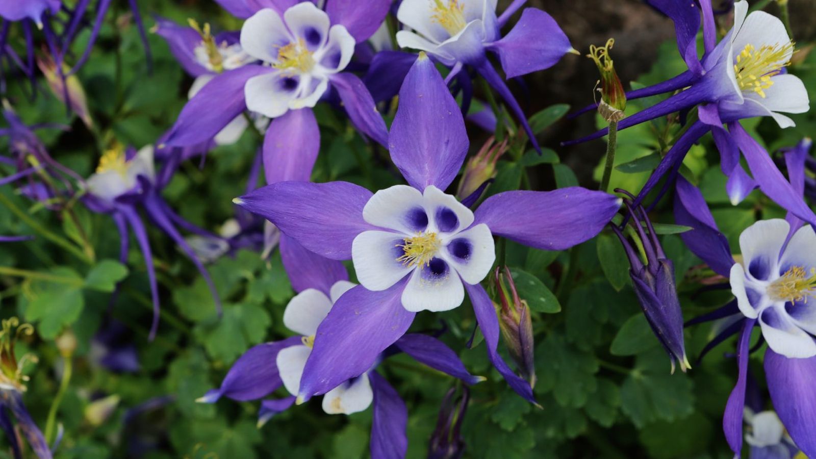 Aquilegia vulgaris.