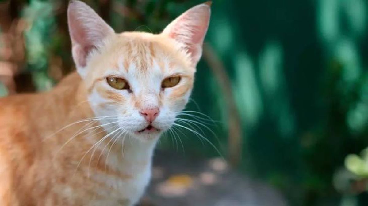 gatos japoneses ceilan (1)