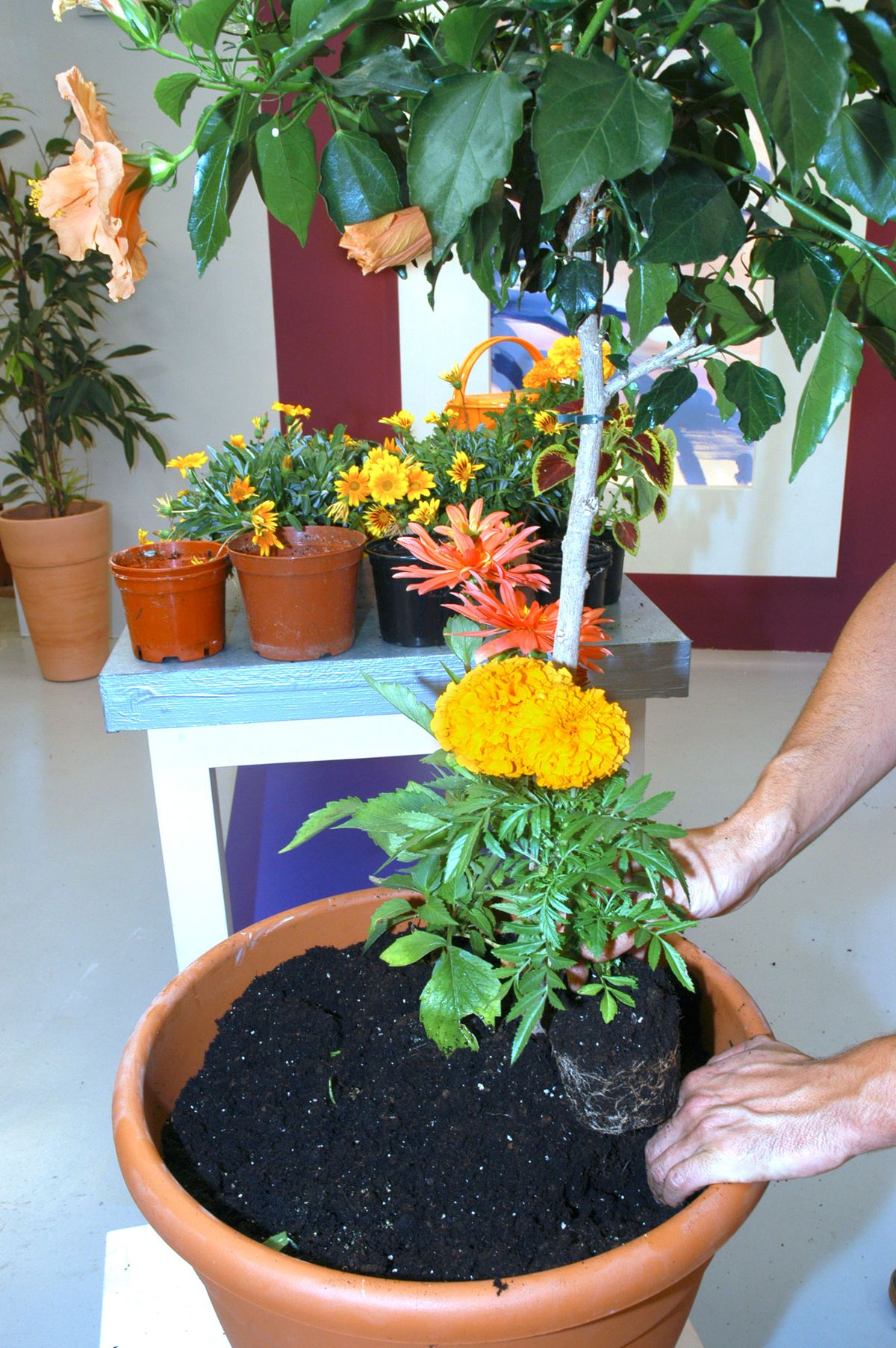 Composición con Hibisco p3