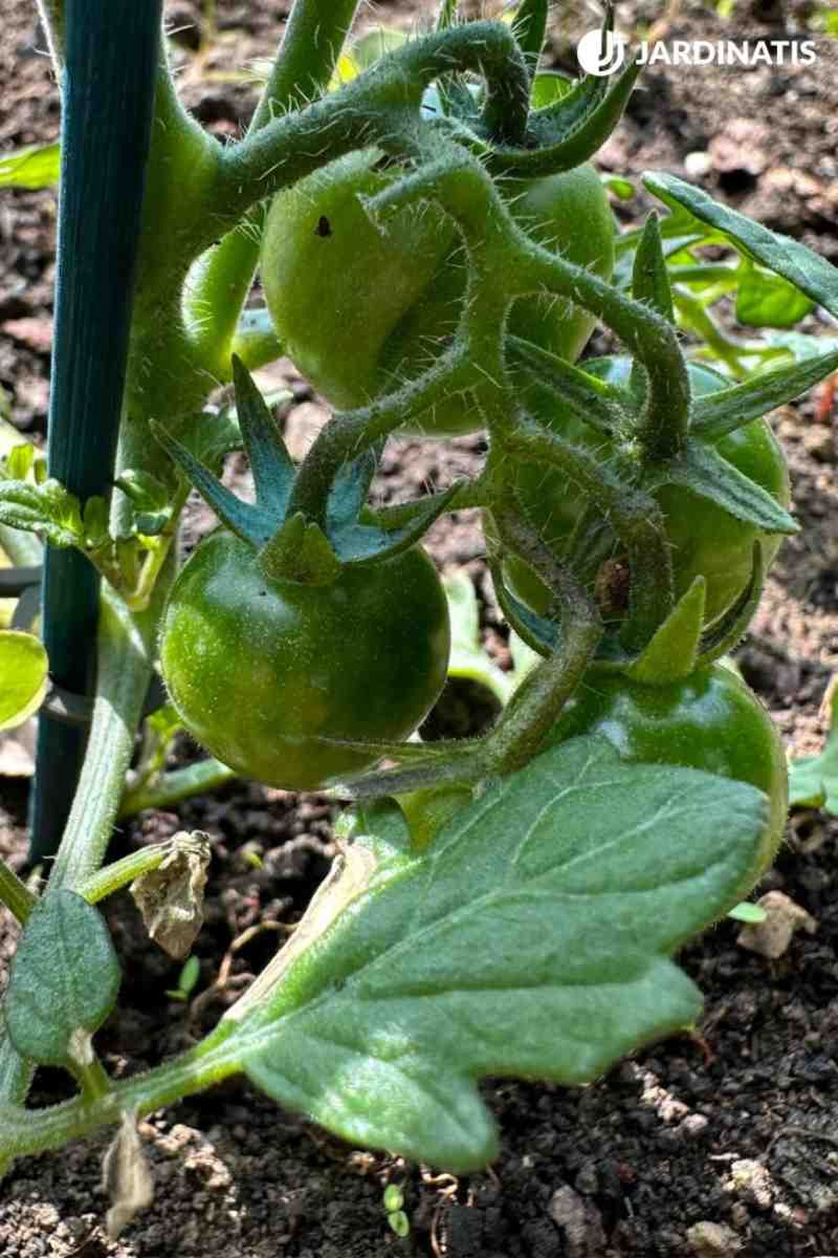 Los tomates cherry tienen una textura áspera en las hojas