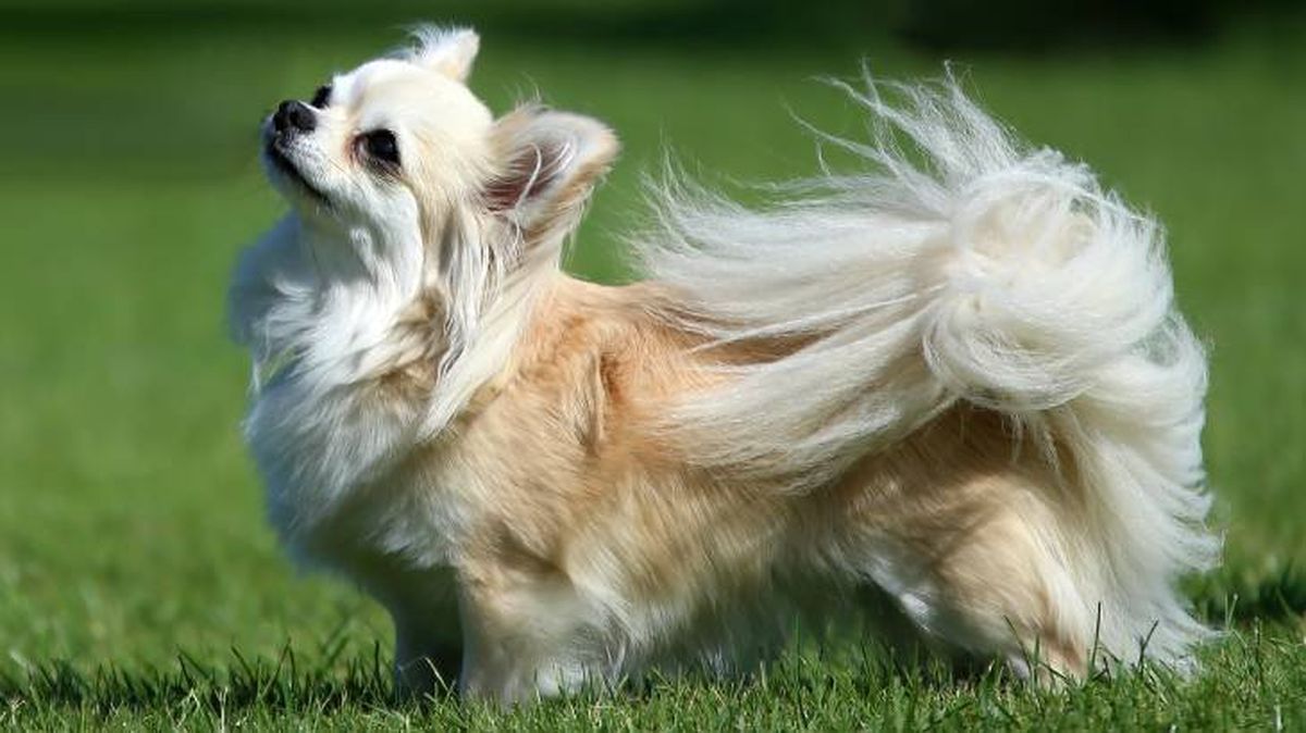 El Chihuahua es un perro originario de México