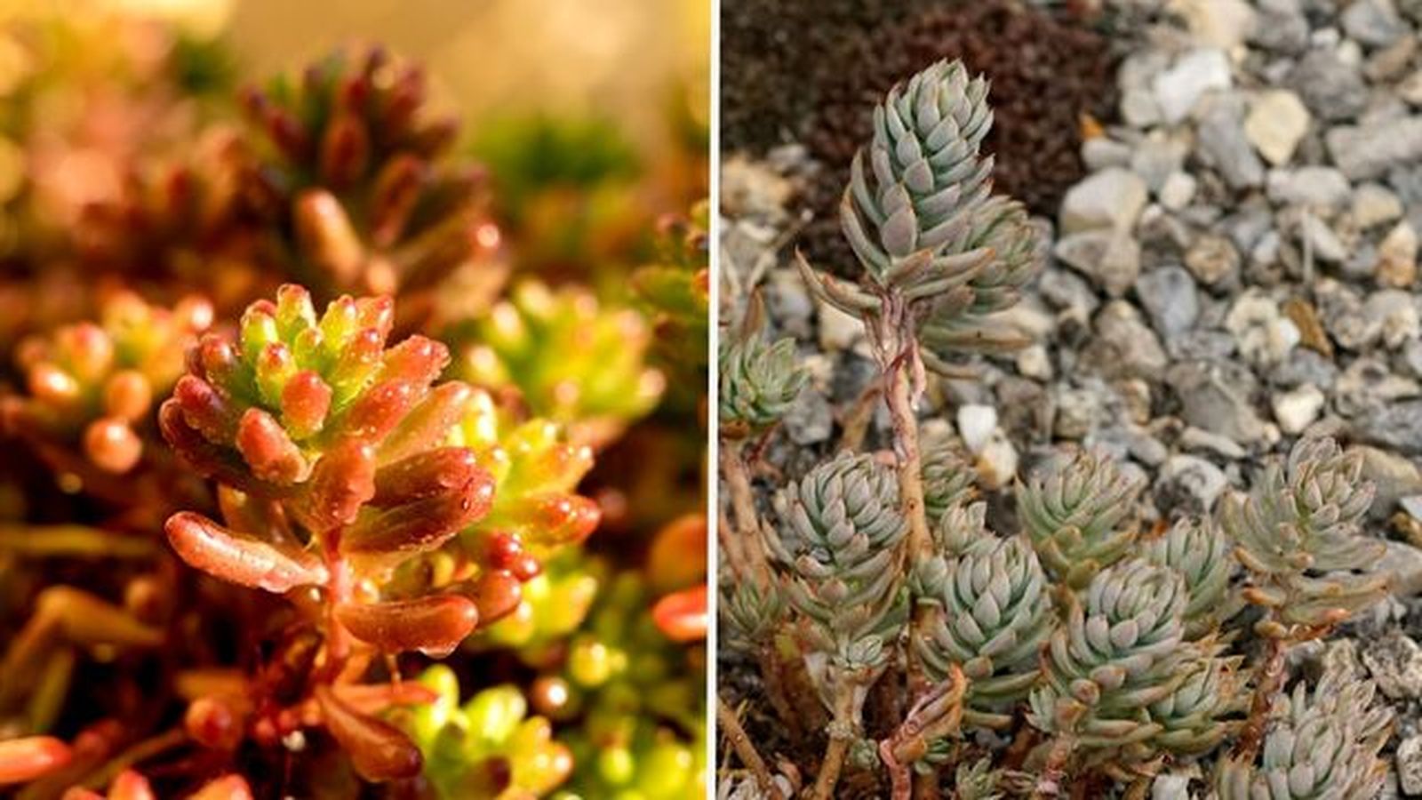 Sedum rubrotinctum sedum sediforme Sedum rubrotinctum sedum sediforme