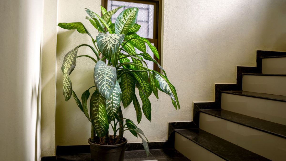 dieffenbachia grande en interior