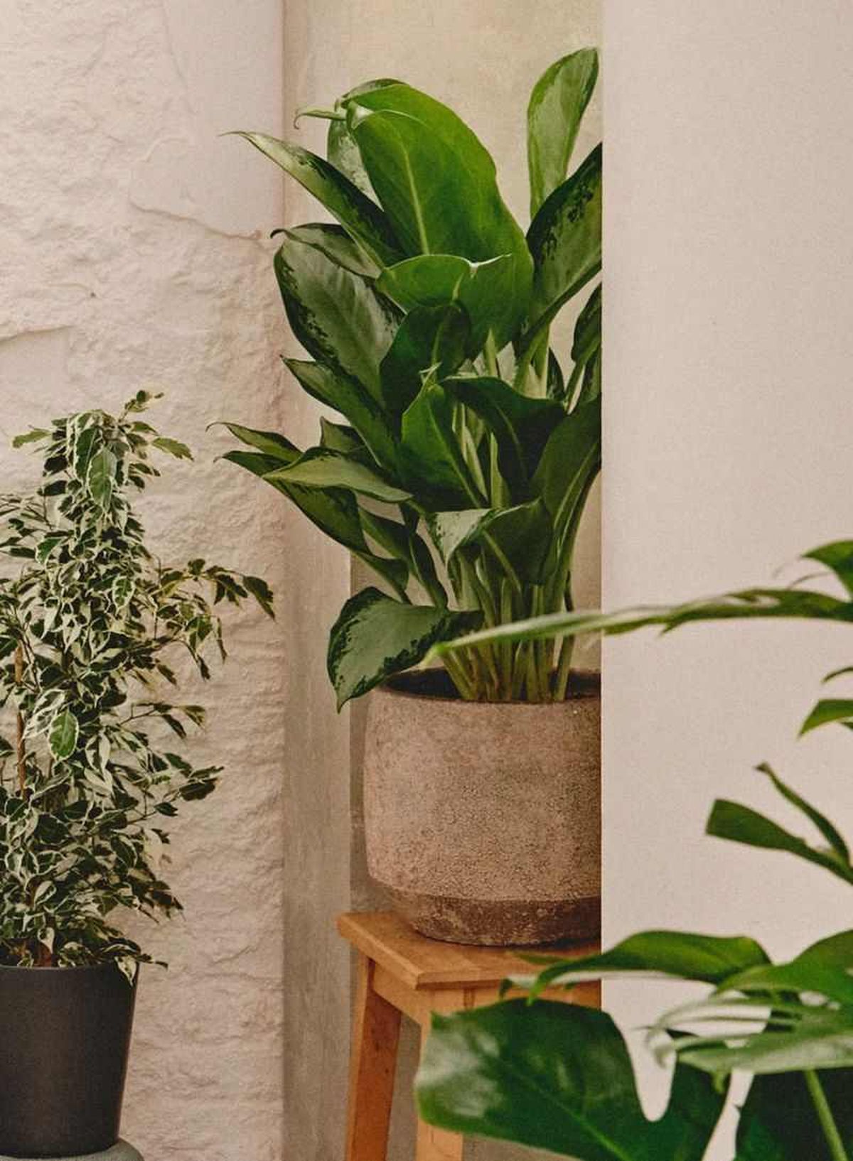 Aglaonema Silver Queen