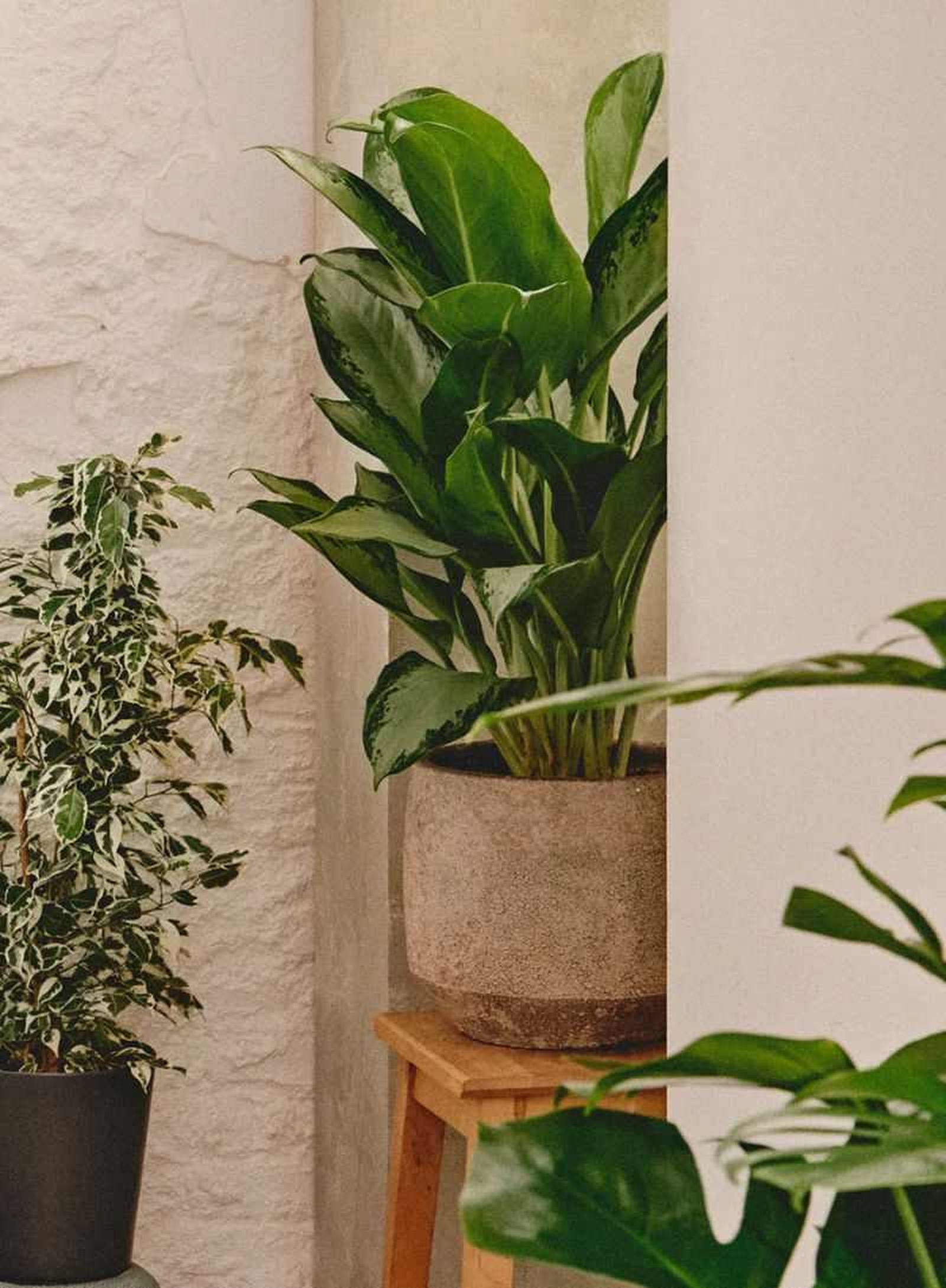 Aglaonema Silver Queen Aglaonema Silver Queen