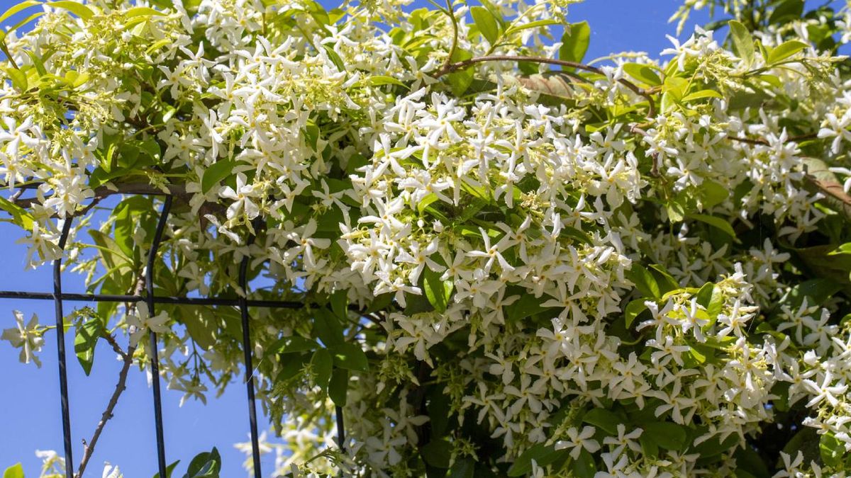 Plantas trepadoras aptas para mascotas: Jazmín estrellado