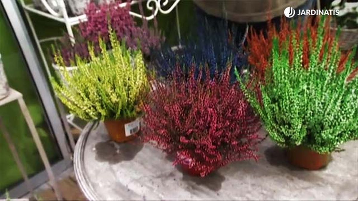 deco 458 brezos de colores