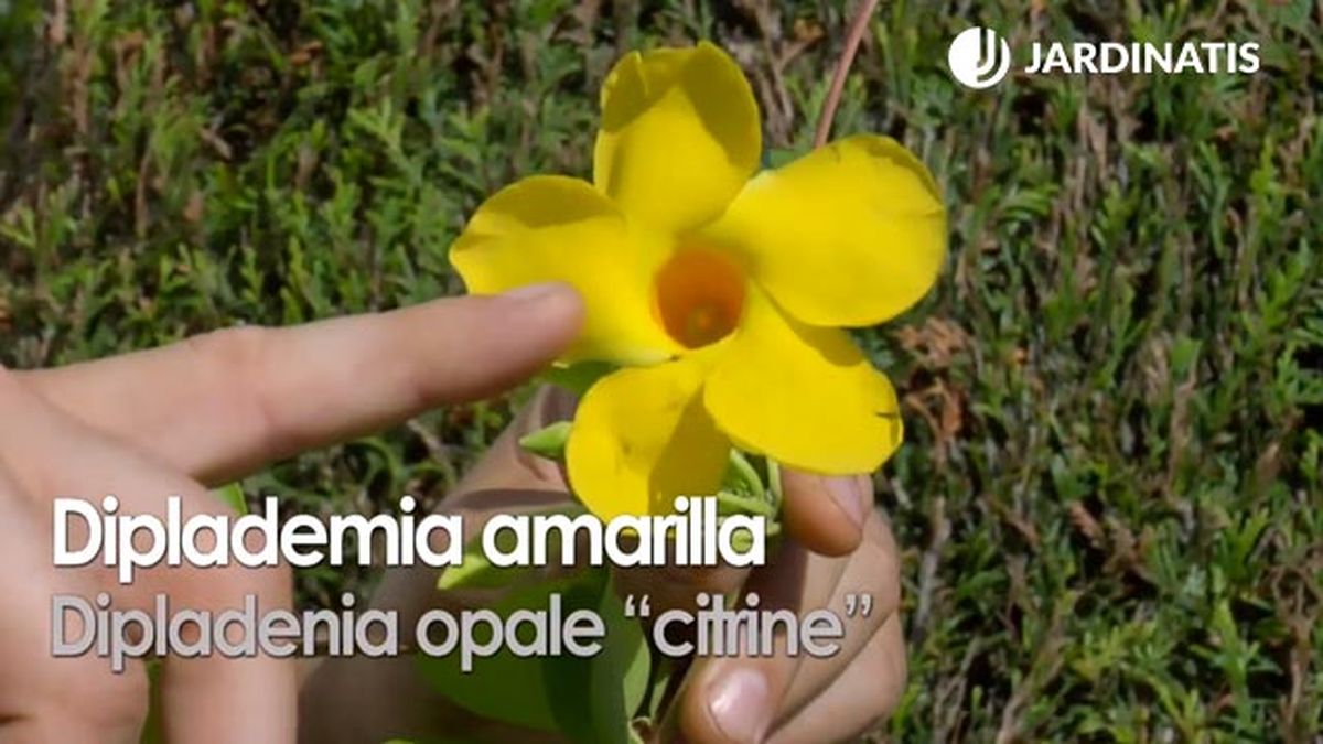 variedad de dipladenia opale citrine