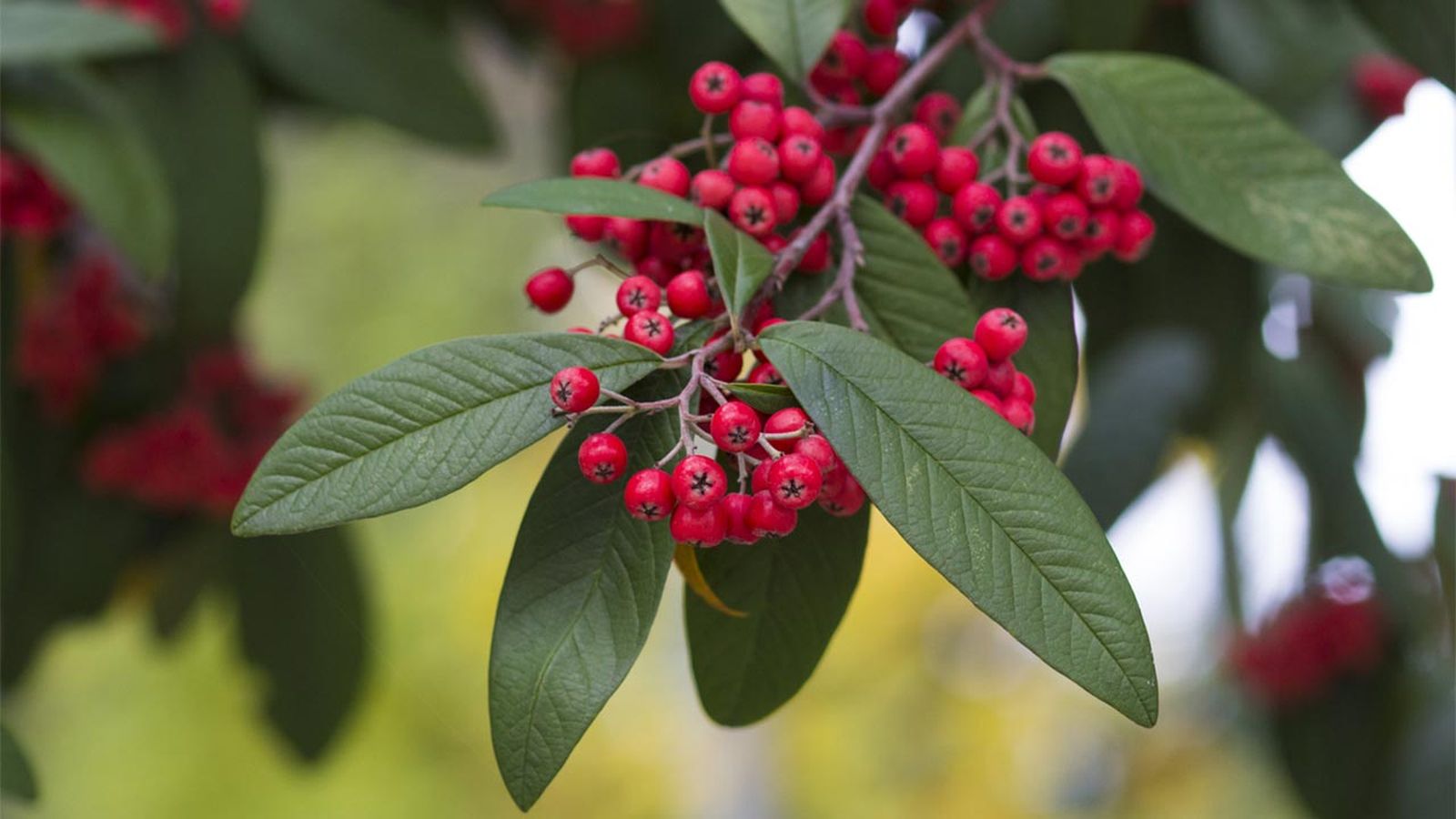 cotoneaster características cuidados especies jardinatis