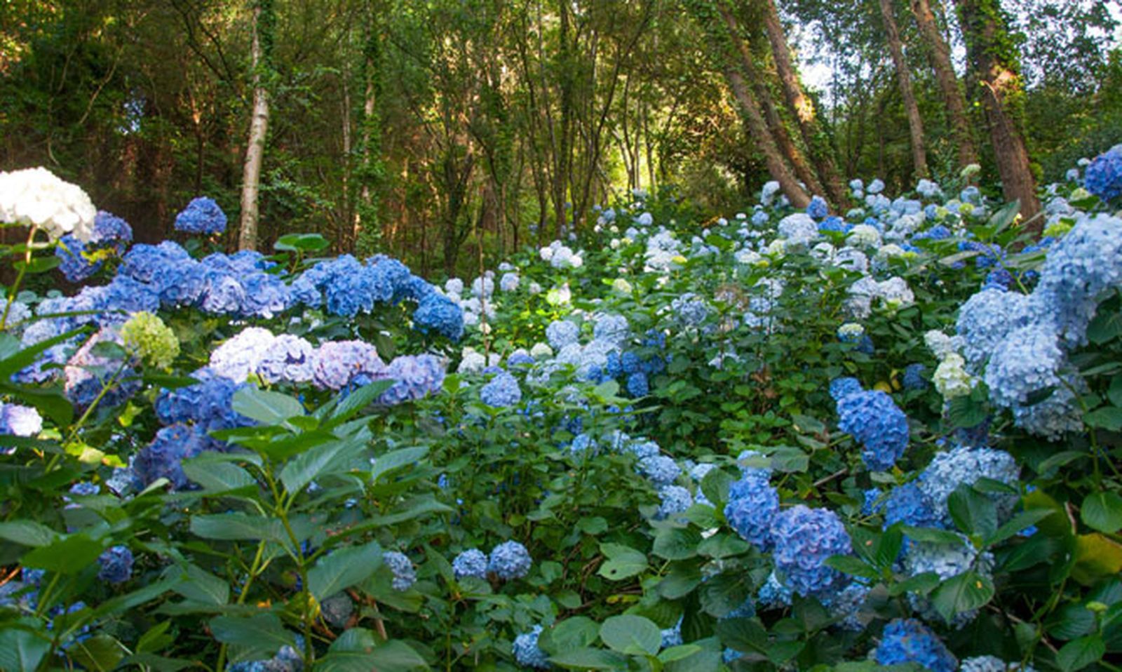 jardin hortensias