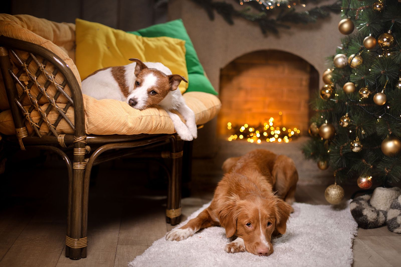 La Navidad es una época llena de reuniones sociales. La Navidad es una época llena de reuniones sociales.
