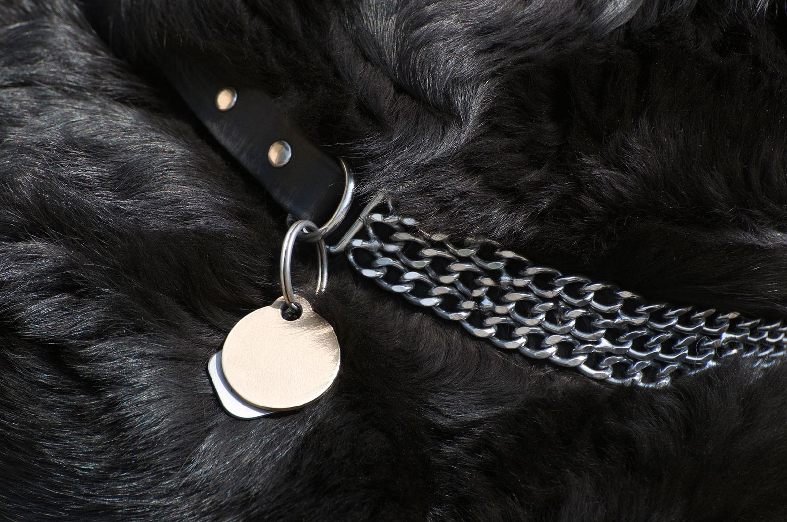 Conviene que tu perro lleve siempre una placa identificativa en el collar. Conviene que tu perro lleve siempre una placa identificativa en el collar.