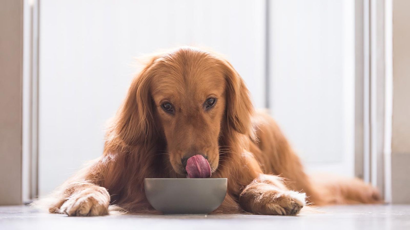 comida sostenible perros 8 comida sostenible perros 8