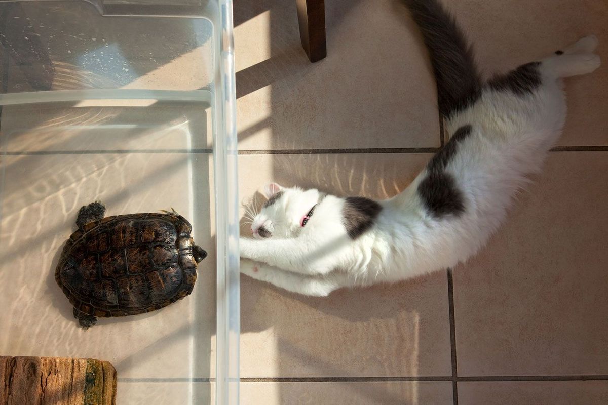 convivencia gato tortuga