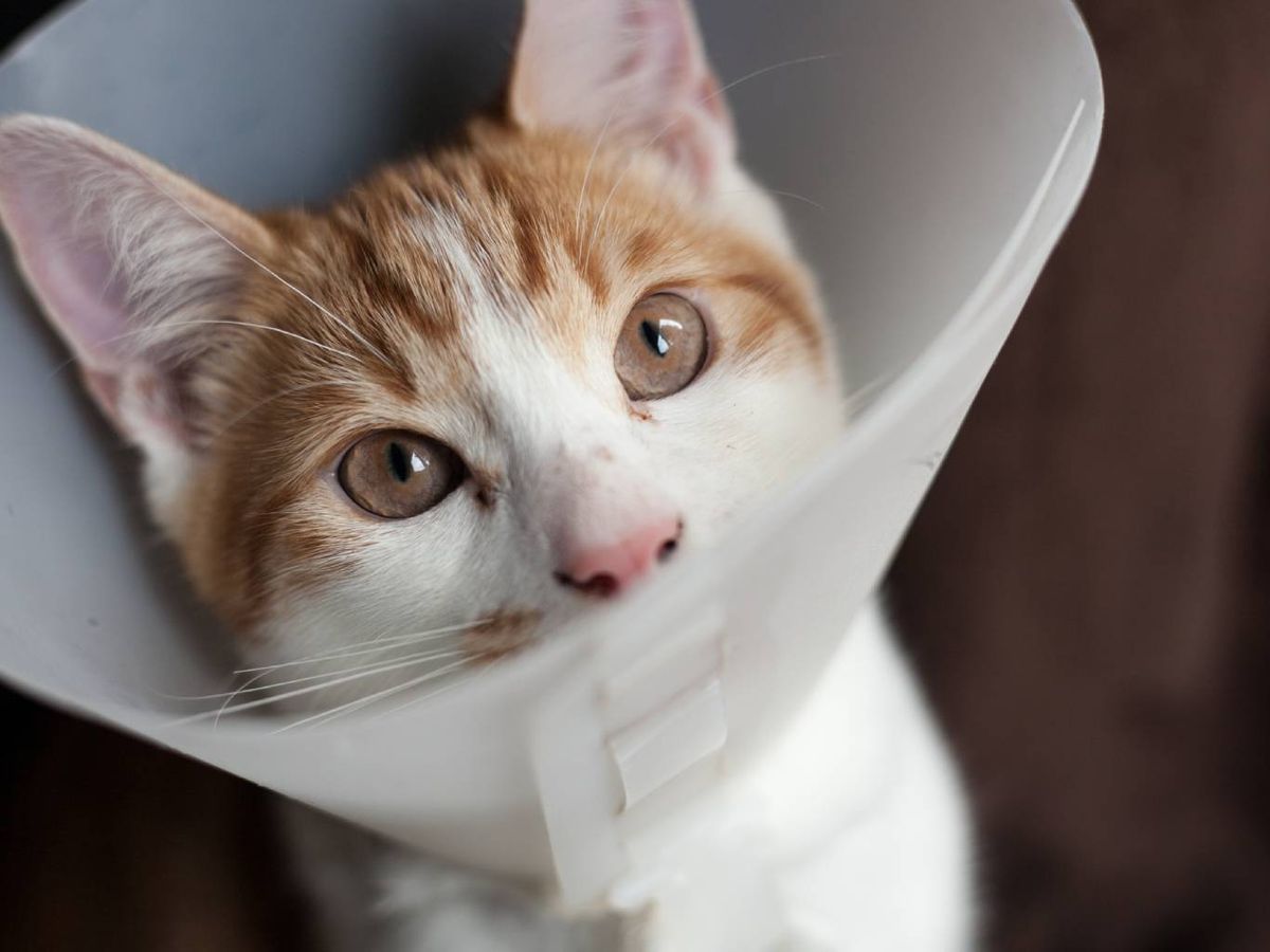 La implantación del microchip supone una inversión de 25 - 35 euros, aproximadamente.