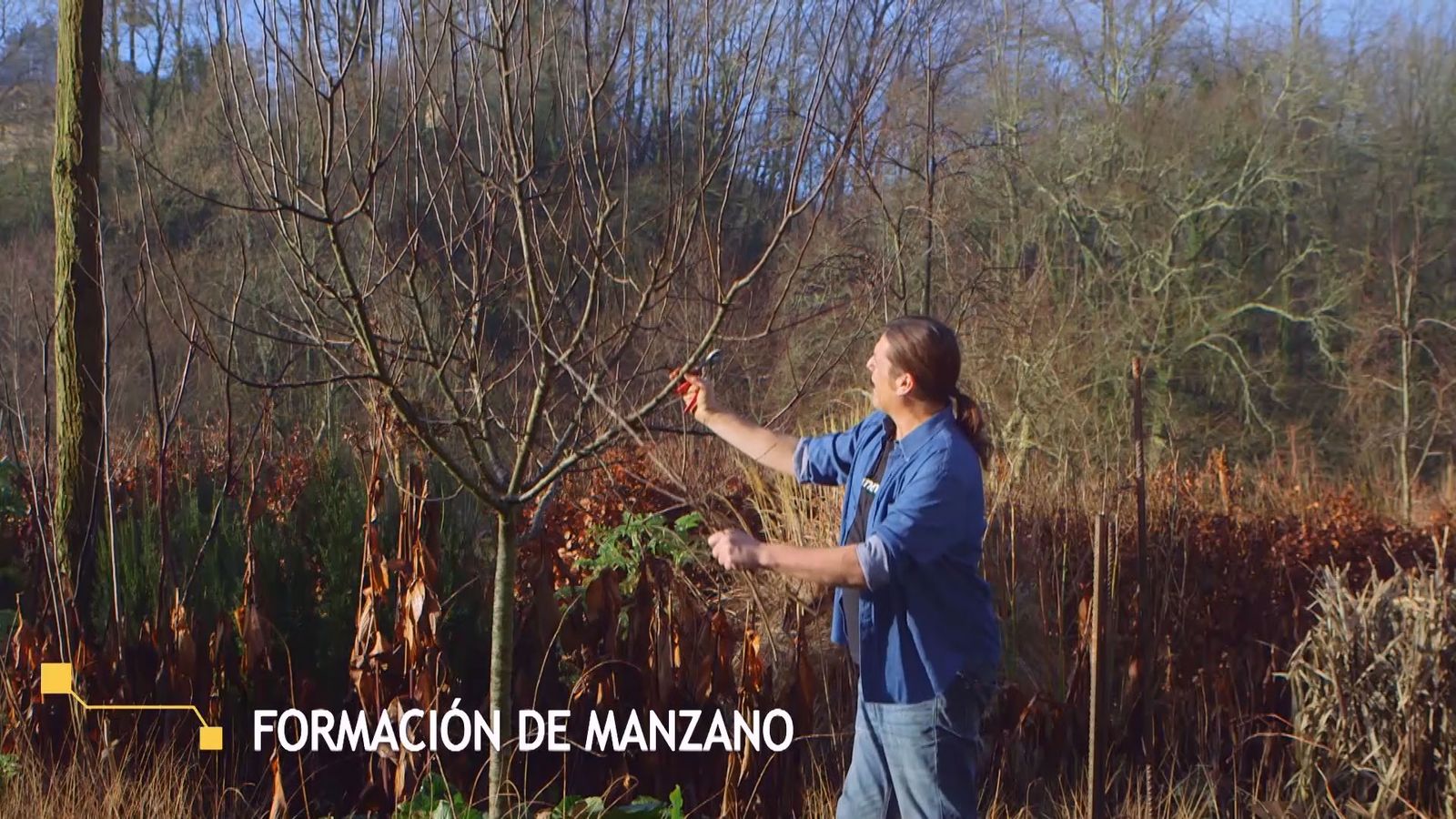 brico 938 3 conseguir manzano frutos xl brico 938 3 conseguir manzano frutos xl