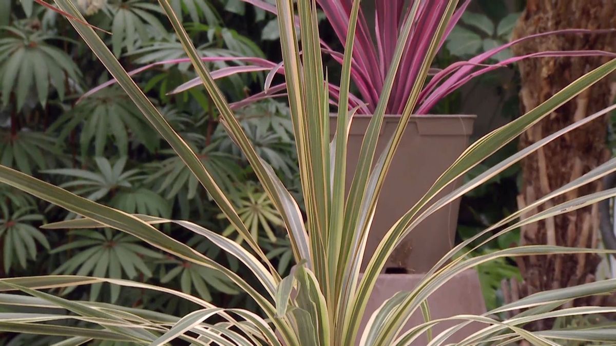deco 682 cordyline australis nuevas variedades