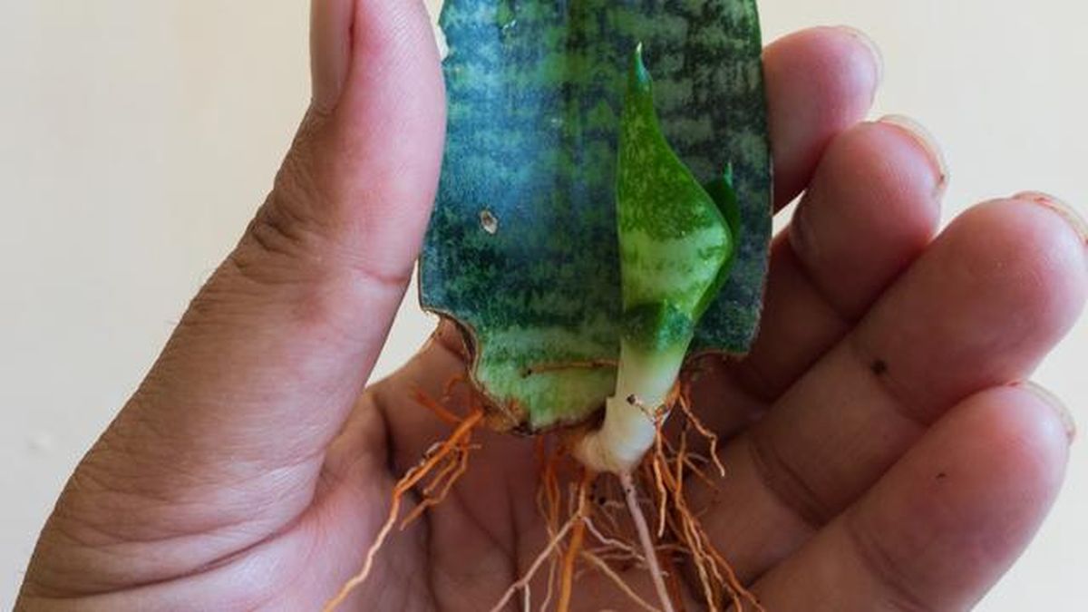 sanseveria raices