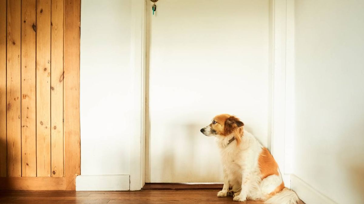 Motivos por los que tu perro ladra a unas personas y a otras no