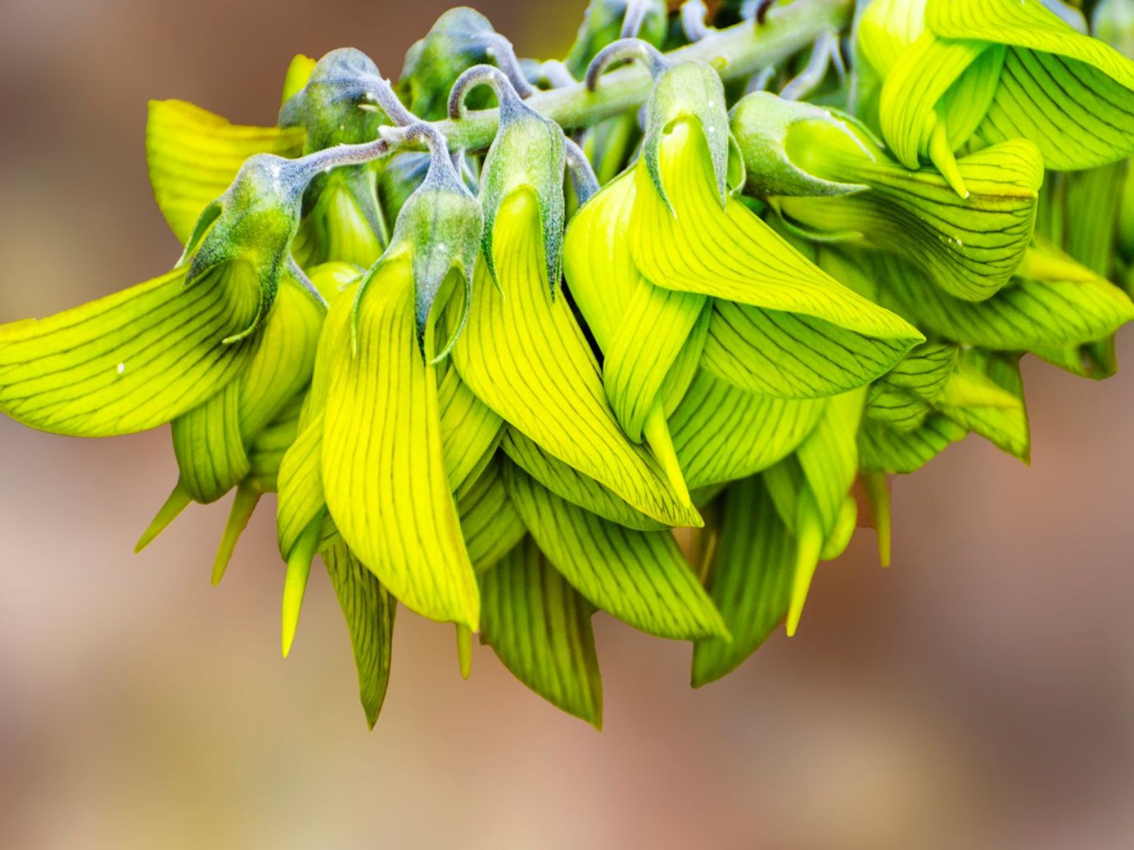 Crotalaria cunninghamii. Crotalaria cunninghamii.