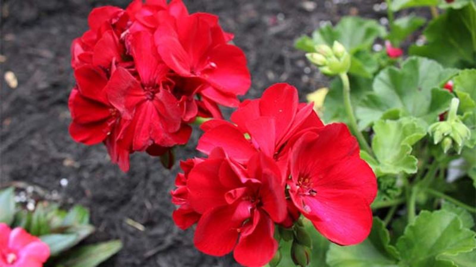 Pelargonium zonale Pelargonium zonale