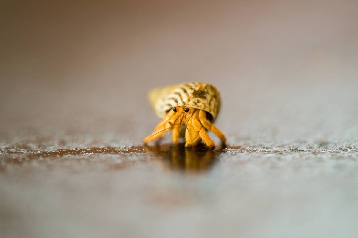 Pequeño cangrejo ermitaño.