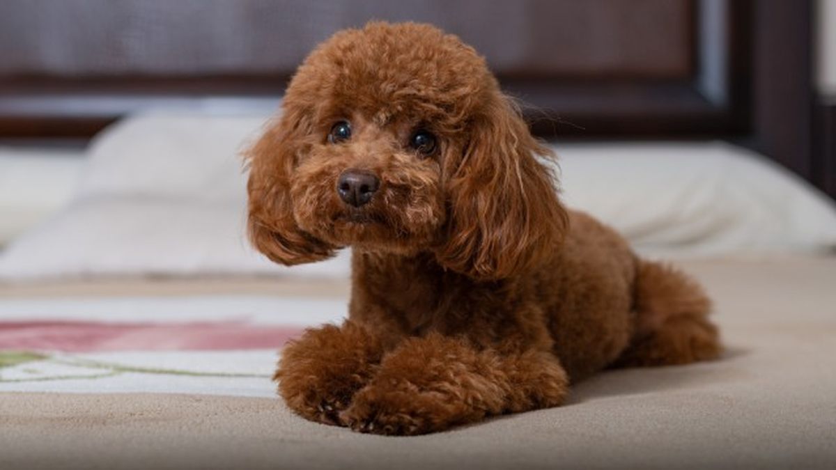cuantas razas de perros hay 10