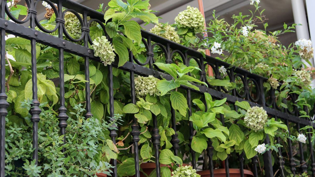 Elige plantas que puedan soportar diferentes cantidades de luz solar y sobrevivir a vientos fuertes