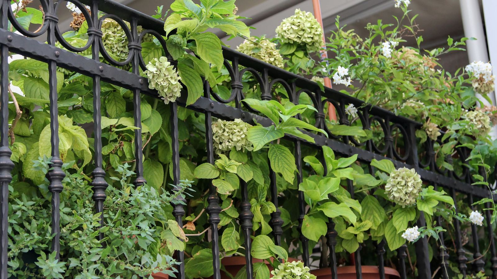 Elige plantas que puedan soportar diferentes cantidades de luz solar y sobrevivir a vientos fuertes