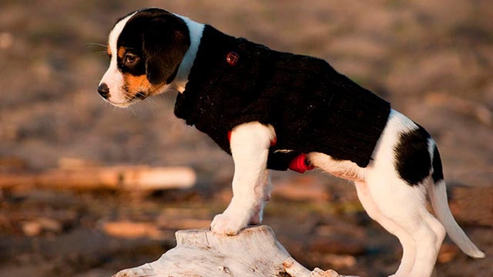 abrigar perro frio 6